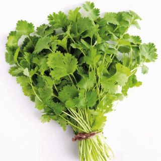 Coriander (bunch)